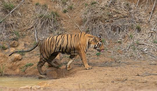 licensed-image (18).jpeg